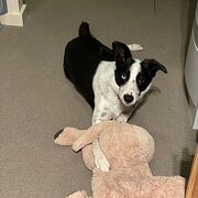 Home Owner wanting sitter in Adelaide, South Australia