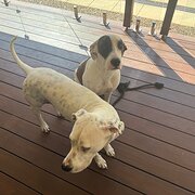 Home Owner wanting sitter in Brisbane, Queensland