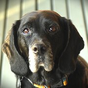 Home Owner wanting sitter in Penrith , New South Wales