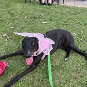 Home Owner wanting sitter in Townsville , Queensland