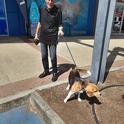 House Sitter - Reliable and Friendly Pet Sitter