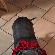 Home Owner wanting sitter in Toowoomba , Queensland