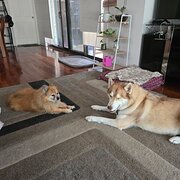 Home Owner wanting sitter in Perth, Western Australia