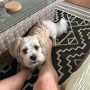 Home Owner wanting sitter in Cairns, Queensland