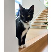House Sitter - Premier Cat and House Sitting