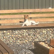 Home Owner wanting sitter in Melbourne , New South Wales