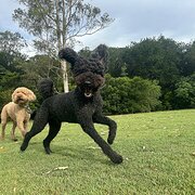 Home Owner wanting sitter in Brisbane, Queensland