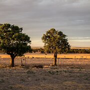 Home Owner wanting sitter in , Western Australia