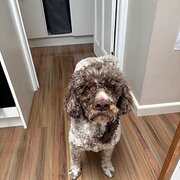 Home Owner wanting sitter in , Victoria