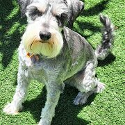 Home Owner wanting sitter in , Western Australia