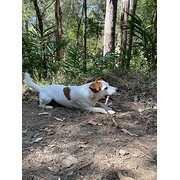 Home Owner wanting sitter in , Queensland