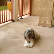 Home Owner wanting sitter in Newcastle , New South Wales