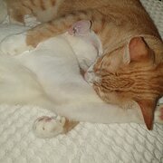 Home Owner wanting sitter in Palmerston/Darwin, Northern Territory