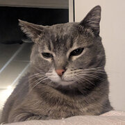 Home Owner wanting sitter in Sydney, New South Wales