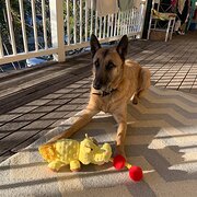 Home Owner wanting sitter in Brisbane, Queensland