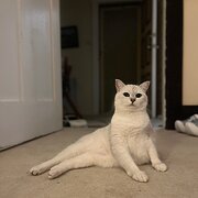 Home Owner wanting sitter in , New South Wales