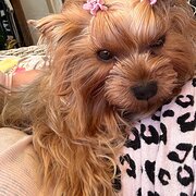 Home Owner wanting sitter in Brisbane , Queensland