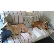 House Sitter - Animal lover extraordinaire