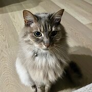 Home Owner wanting sitter in , Victoria