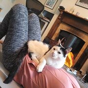 House Sitter - Caring, Experienced House & Pet Sitter