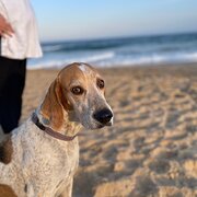 Home Owner wanting sitter in , Queensland