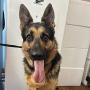 Home Owner wanting sitter in , Western Australia