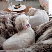 Home Owner wanting sitter in Bribie Island , Queensland