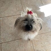 House Sitter - Peace like a River Home-Sitters