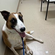 Home Owner wanting sitter in Alice Springs, Northern Territory