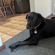 Home Owner wanting sitter in , Western Australia