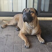 Home Owner wanting sitter in Bunbury, Western Australia