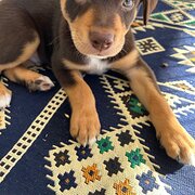 Home Owner wanting sitter in , Western Australia