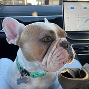 Home Owner wanting sitter in , Western Australia