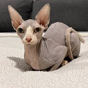 Home Owner wanting sitter in Brisbane, Queensland