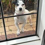 Home Owner wanting sitter in Perth, Western Australia