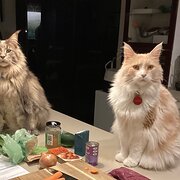 Home Owner wanting sitter in Perth, Western Australia