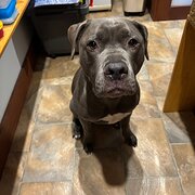 Home Owner wanting sitter in , Victoria