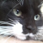 Home Owner wanting sitter in Kingaroy, Queensland