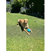 Home Owner wanting sitter in Adelaide, South Australia