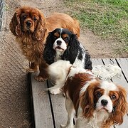 Home Owner wanting sitter in Kingaroy and Nanango, Queensland