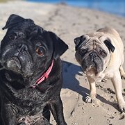 Home Owner wanting sitter in COMO, Western Australia