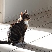 Home Owner wanting sitter in Townsville , Queensland