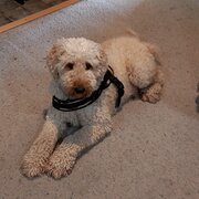 Home Owner wanting sitter in Hervey Bay, Queensland