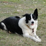 House Sitter - Gardener and Animal Lover