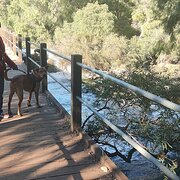 House Sitter - The Capsticks