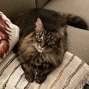 Home Owner wanting sitter in , Victoria