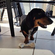 Home Owner wanting sitter in Warwick , Queensland