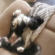 Home Owner wanting sitter in , Queensland