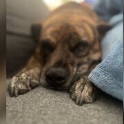 Home Owner wanting sitter in , Western Australia