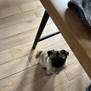 Home Owner wanting sitter in Melbourne, Victoria